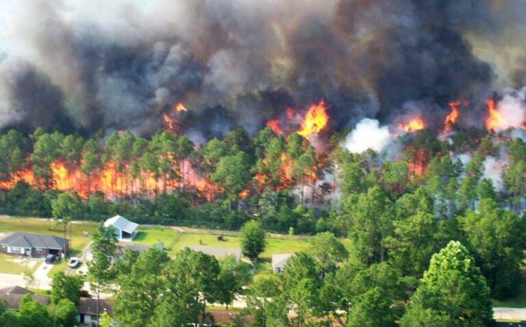 Urban Corridor Prescribed Burn Pine Savana Restoration