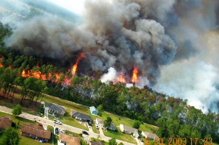 Urban Corridor Prescribed Burn Pine Savana Restoration